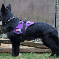 Padded Harness Service Dog Vest -Puppy`s Store 707551 17 full 96267.1656505235