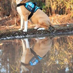 Padded Harness Service Dog Vest -Puppy`s Store 707551 30 full 41238.1655725306