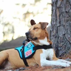 Padded Harness Service Dog Vest -Puppy`s Store 707551 31 full 45233.1655725306