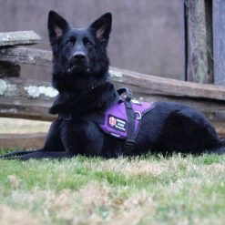 Padded Harness Service Dog Vest -Puppy`s Store 707551 33 full 48977.1655725306