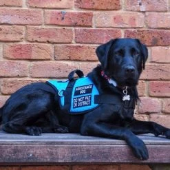 Padded Harness Service Dog Vest -Puppy`s Store 707551 35 full 61481.1656505235