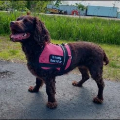 Service Dog Breathable Mesh Vest -Puppy`s Store 707556 201 full 22632.1652699911