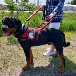 Service Dog Breathable Mesh Vest -Puppy`s Store 707556 203 full 24878.1652699911