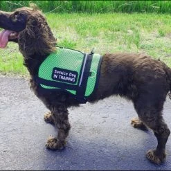 Service Dog Breathable Mesh Vest -Puppy`s Store 707556 208 full 50183.1652699911