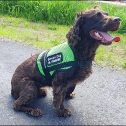 Service Dog Breathable Mesh Vest -Puppy`s Store 707556 211 full 62669.1652699911