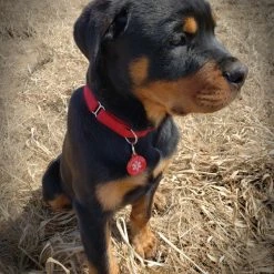 Nylon No-Slip Dog Collar - 1" Martingale 11 Nylon No-Slip Dog Collar - 1" Martingale -Puppy`s Store 7075578 3 full 31743.1638911393