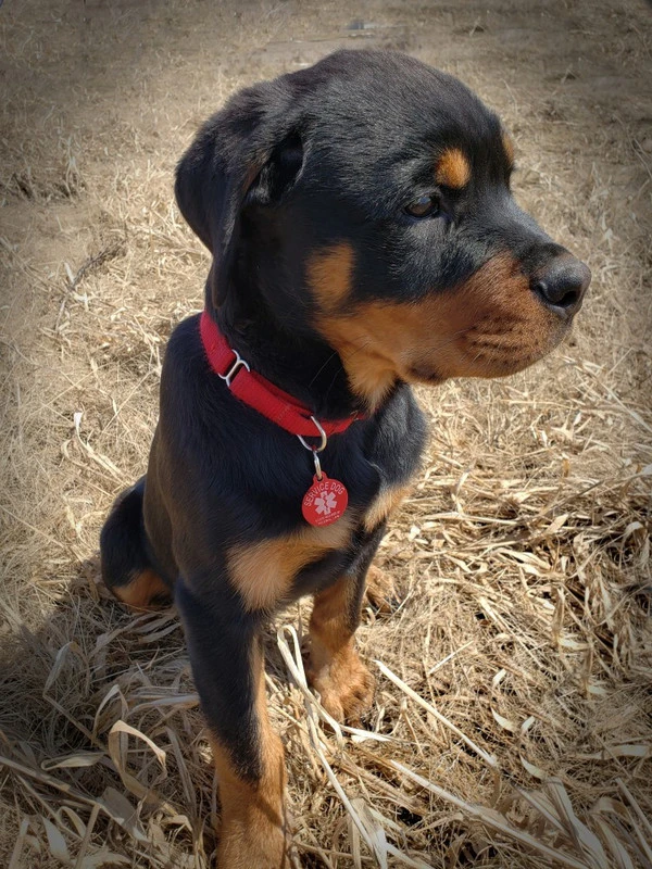 Nylon No-Slip Dog Collar - 1" Martingale 4 Nylon No-Slip Dog Collar - 1" Martingale - Image 4