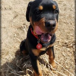 Aluminum Service Dog Tag Access Required 5 Aluminum Service Dog Tag Access Required -Puppy`s Store 7075578 4 full 09128.1638911507