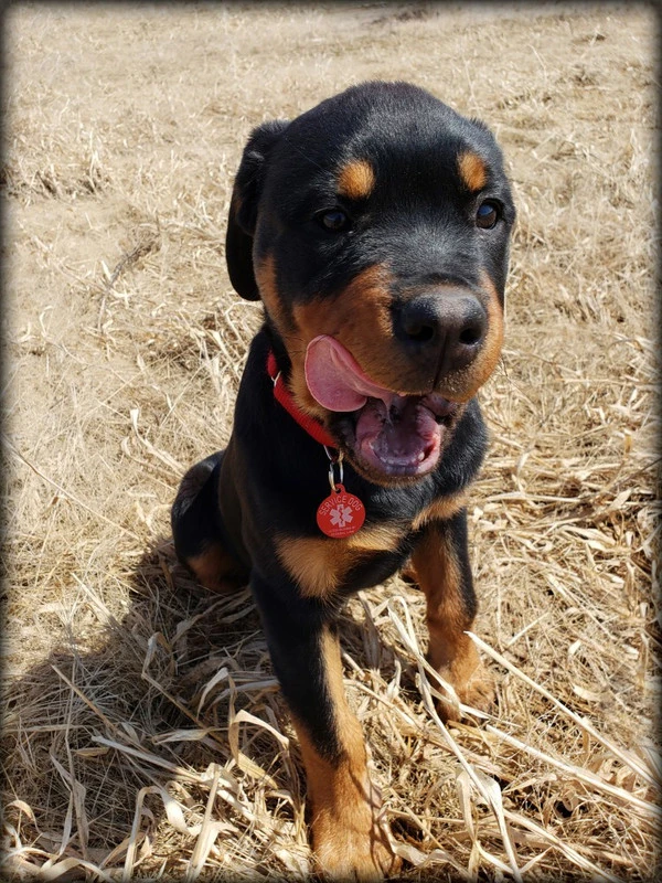 Aluminum Service Dog Tag Access Required 3 Aluminum Service Dog Tag Access Required - Image 3