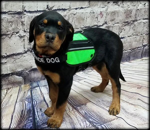 Butterfly Cape Service Dog Vest With Pockets 3 Butterfly Cape Service Dog Vest With Pockets - Image 3