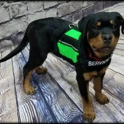 Butterfly Cape Service Dog Vest With Pockets 19 Butterfly Cape Service Dog Vest With Pockets -Puppy`s Store 707572 28 full 59558.1638911350