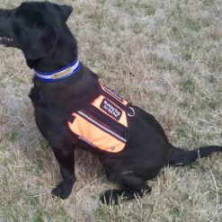 Butterfly Cape Service Dog Vest With Pockets 22 Butterfly Cape Service Dog Vest With Pockets -Puppy`s Store 707572 3 full 36239.1638911341