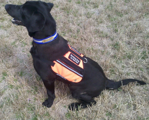 Butterfly Cape Service Dog Vest With Pockets 9 Butterfly Cape Service Dog Vest With Pockets - Image 9