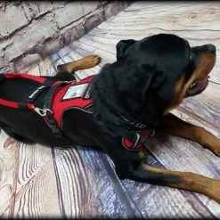 No Pull Service Dog Harness - Front-Range -Puppy`s Store 707578 6 full 31108.1647865607