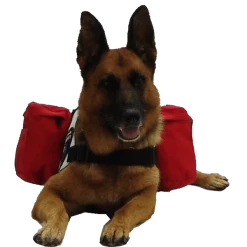 Patriotic Tri Pack Service Dog Vest -Puppy`s Store 707584 A8 full 63986.1638911475