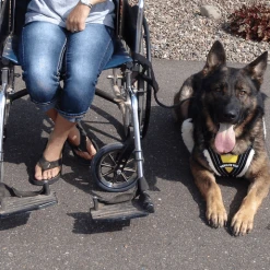 Service Dog Padded Pulling & Balance Harness -Puppy`s Store 707586 4 full 99334.1638911408