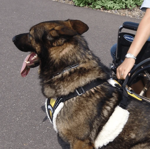 Service Dog Padded Pulling & Balance Harness -Puppy`s Store 707586 7 full 75089.1638911395