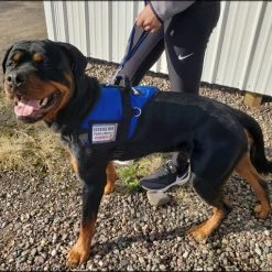 Padded Harness Vest With Window -Puppy`s Store 707587 102 full 87320.1667822799