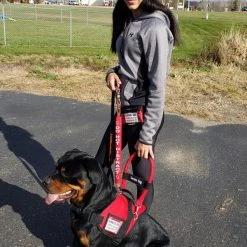 Padded Harness Vest With Window -Puppy`s Store 707587 104 full 76262.1667822799