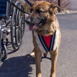 Wheelchair Pulling Harness -Puppy`s Store 707592 6 full 13573.1638911454