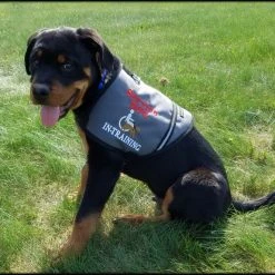 Service Dog/Therapy Dog ID Cape Vest -Puppy`s Store 707599 3 full 08961.1638911482