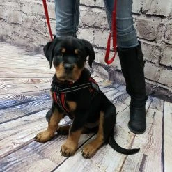 Service Dog Starter Kit - Padded Air-Tech Service Dog Harness Vest + Clip-on Bridge Handle & More -Puppy`s Store 707645 14 full 59080.1653306090