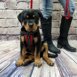 Service Dog Starter Kit - Padded Air-Tech Service Dog Harness Vest + Clip-on Bridge Handle & More -Puppy`s Store 707645 15 full 50909.1653306090