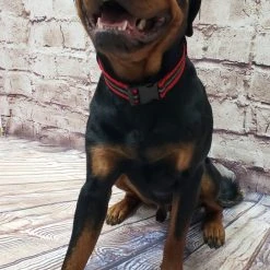 Service Dog Reflective Patch Collar W/ Handle -Puppy`s Store 707767 17 full 62776.1638911515