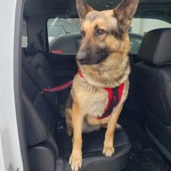 Service Dog Seat Belt Connector -Puppy`s Store 707803 3 full 26604.1638911506