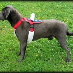 Patriotic Pulling & Balance Harness -Puppy`s Store 707877 6 full 60190.1638911464