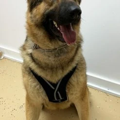 Padded Easy Walk Harness No Pull Dog Vest- Black Reflective Spacer Mesh -Puppy`s Store 707900 10 full 96918.1638911524