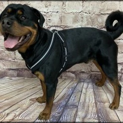 Padded Easy Walk Harness No Pull Dog Vest- Black Reflective Spacer Mesh -Puppy`s Store 707900 4 full 16201.1638911534