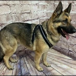 Padded Easy Walk Harness No Pull Dog Vest- Black Reflective Spacer Mesh -Puppy`s Store 707900 9 full 76414.1638911523