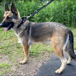 Service Dog No Slip Martingale Patch Collar -Puppy`s Store 707904 10 full 68301.1638911523