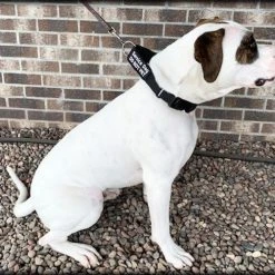 Service Dog No Slip Martingale Patch Collar -Puppy`s Store 707904 4 full 89635.1638911515