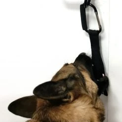 Open Task Training Carabiner -Puppy`s Store 708247 103 full 61495.1638911420