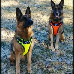 Search & Rescue Reflective Padded Tracking Harness -Puppy`s Store 757544 10 full 20317.1638911521