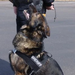 Nylon Patrol Harness -Puppy`s Store 763055 2 full 68635.1638911444