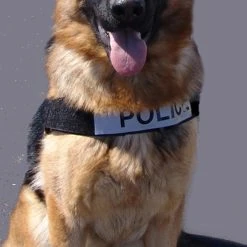 Nylon Patrol K9 Harness W/ GT Buckle -Puppy`s Store 763055 6 full 60517.1638911496