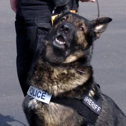 Nylon Patrol Harness -Puppy`s Store 763055 7 full 15319.1638911448