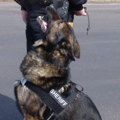 Nylon Patrol K9 Harness W/ GT Buckle -Puppy`s Store 763056 4 full 30322.1638911492