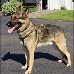 CaliberDog K9 Tactical Harness -Puppy`s Store 843405 15 full 20080.1638911505