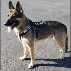 CaliberDog K9 Tactical Harness -Puppy`s Store 843405 5 full 28001.1656615333