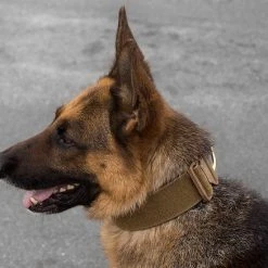 CaliberDog ID Collar W/Cobra Buckle -Puppy`s Store 844100 7 full 64396.1638911440