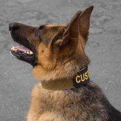 CaliberDog ID Collar W/Cobra Buckle -Puppy`s Store 844100 8 full 29812.1638911425