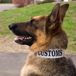 CaliberDog ID Collar W/Cobra Buckle -Puppy`s Store 844100 9 full 35729.1638911426