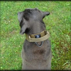 CaliberDog ID Collar With Cobra Buckle & Handle 14 CaliberDog ID Collar With Cobra Buckle & Handle -Puppy`s Store 844102 10 full 12437.1638911476
