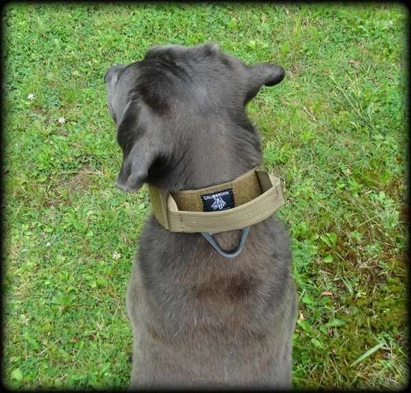 CaliberDog ID Collar With Cobra Buckle & Handle 4 CaliberDog ID Collar With Cobra Buckle & Handle - Image 4