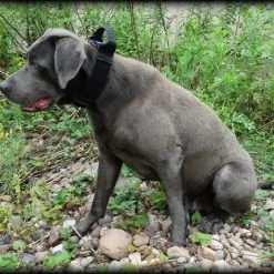 CaliberDog ID Collar With Cobra Buckle & Handle 16 CaliberDog ID Collar With Cobra Buckle & Handle -Puppy`s Store 844102 12 full 02741.1638911481