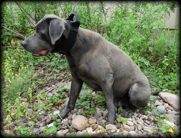 CaliberDog ID Collar With Cobra Buckle & Handle 6 CaliberDog ID Collar With Cobra Buckle & Handle - Image 6